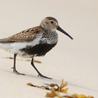 Biegus zmienny - Calidris alpina - Dunlin