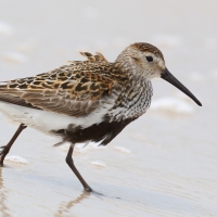 Biegus zmienny - Calidris alpina - Dunlin