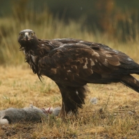 Orzeł przedni - Aquila chrysaetos - Golden Eagle