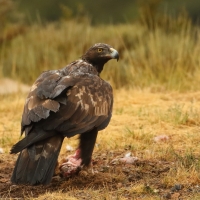 Orzeł przedni - Aquila chrysaetos - Golden Eagle