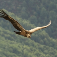 Sęp płowy - Gyps fulvus - Griffon Vulture