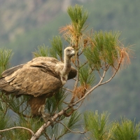 Sęp płowy - Gyps fulvus - Griffon Vulture