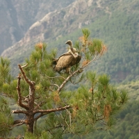 Sęp płowy - Gyps fulvus - Griffon Vulture
