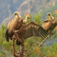 Sęp płowy - Gyps fulvus - Griffon Vulture