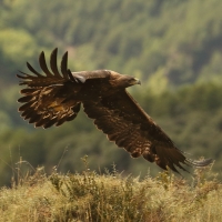 Orzeł przedni - Aquila chrysaetos - Golden Eagle