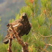 Orzeł przedni - Aquila chrysaetos - Golden Eagle