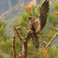 Orzeł przedni - Aquila chrysaetos - Golden Eagle