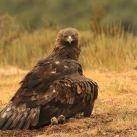Orzeł przedni - Aquila chrysaetos - Golden Eagle