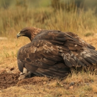 Orzeł przedni - Aquila chrysaetos - Golden Eagle