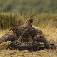 Orzeł przedni - Aquila chrysaetos - Golden Eagle