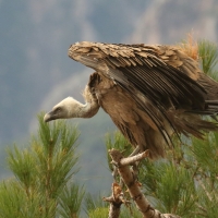 Sęp płowy - Gyps fulvus - Griffon Vulture