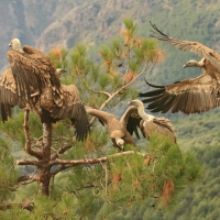 Sęp płowy - Gyps fulvus - Griffon Vulture