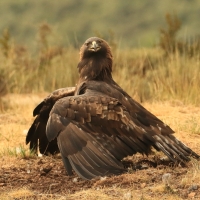 Orzeł przedni - Aquila chrysaetos - Golden Eagle