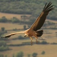 Sęp płowy - Gyps fulvus - Griffon Vulture