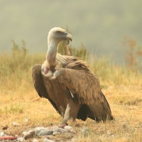 Sęp płowy - Gyps fulvus - Griffon Vulture