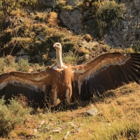 Sęp płowy - Gyps fulvus - Griffon Vulture