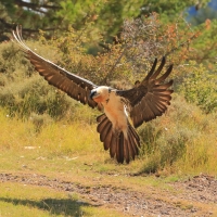 Orłosęp - Gypaetus barbatus - Bearded Vulture