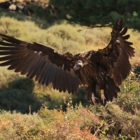 Sęp kasztanowaty - Aegypius monachus - Black Vulture