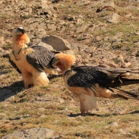 Orłosęp - Gypaetus barbatus - Bearded Vulture