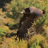 Sęp kasztanowaty - Aegypius monachus - Black Vulture