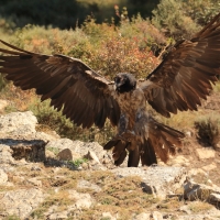 Orłosęp - Gypaetus barbatus - Bearded Vulture