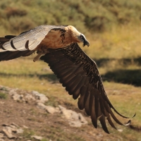 Orłosęp - Gypaetus barbatus - Bearded Vulture