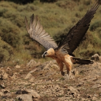 Orłosęp - Gypaetus barbatus - Bearded Vulture
