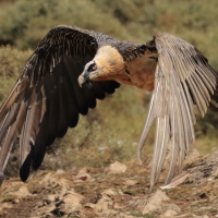 Orłosęp - Gypaetus barbatus - Bearded Vulture