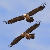 Orłosęp - Gypaetus barbatus - Bearded Vulture