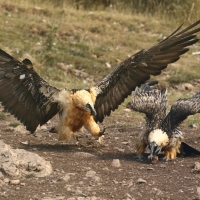 Orłosęp - Gypaetus barbatus - Bearded Vulture