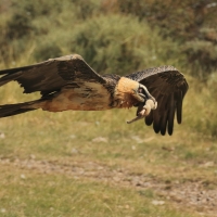 Orłosęp - Gypaetus barbatus - Bearded Vulture