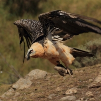 Orłosęp - Gypaetus barbatus - Bearded Vulture