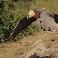 Orłosęp - Gypaetus barbatus - Bearded Vulture