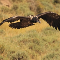 Orłosęp - Gypaetus barbatus - Bearded Vulture