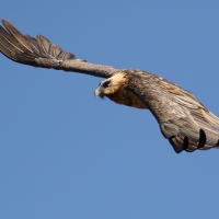Orłosęp - Gypaetus barbatus - Bearded Vulture