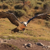 Orłosęp - Gypaetus barbatus - Bearded Vulture