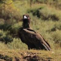 Sęp kasztanowaty - Aegypius monachus - Black Vulture