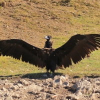 Sęp kasztanowaty - Aegypius monachus - Black Vulture