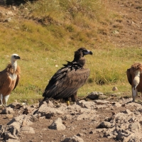 Sęp kasztanowaty - Aegypius monachus - Black Vulture
