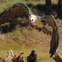 Orłosęp - Gypaetus barbatus - Bearded Vulture