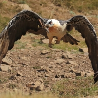 Orłosęp - Gypaetus barbatus - Bearded Vulture