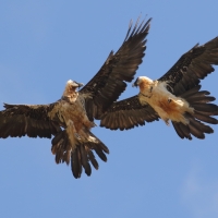 Orłosęp - Gypaetus barbatus - Bearded Vulture
