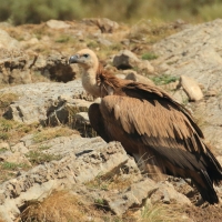 Sęp płowy - Gyps fulvus - Griffon Vulture