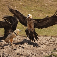Orłosęp - Gypaetus barbatus - Bearded Vulture
