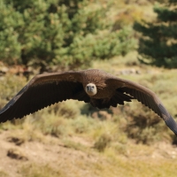 Sęp płowy - Gyps fulvus - Griffon Vulture
