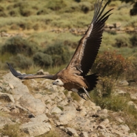 Sęp płowy - Gyps fulvus - Griffon Vulture