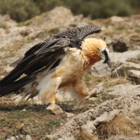 Orłosęp - Gypaetus barbatus - Bearded Vulture