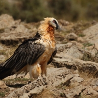 Orłosęp - Gypaetus barbatus - Bearded Vulture