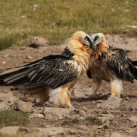 Orłosęp - Gypaetus barbatus - Bearded Vulture