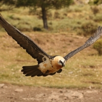 Orłosęp - Gypaetus barbatus - Bearded Vulture